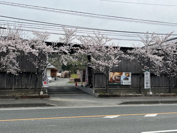 桜が満開！モデルハウスの看板が出来ました。サムネイル